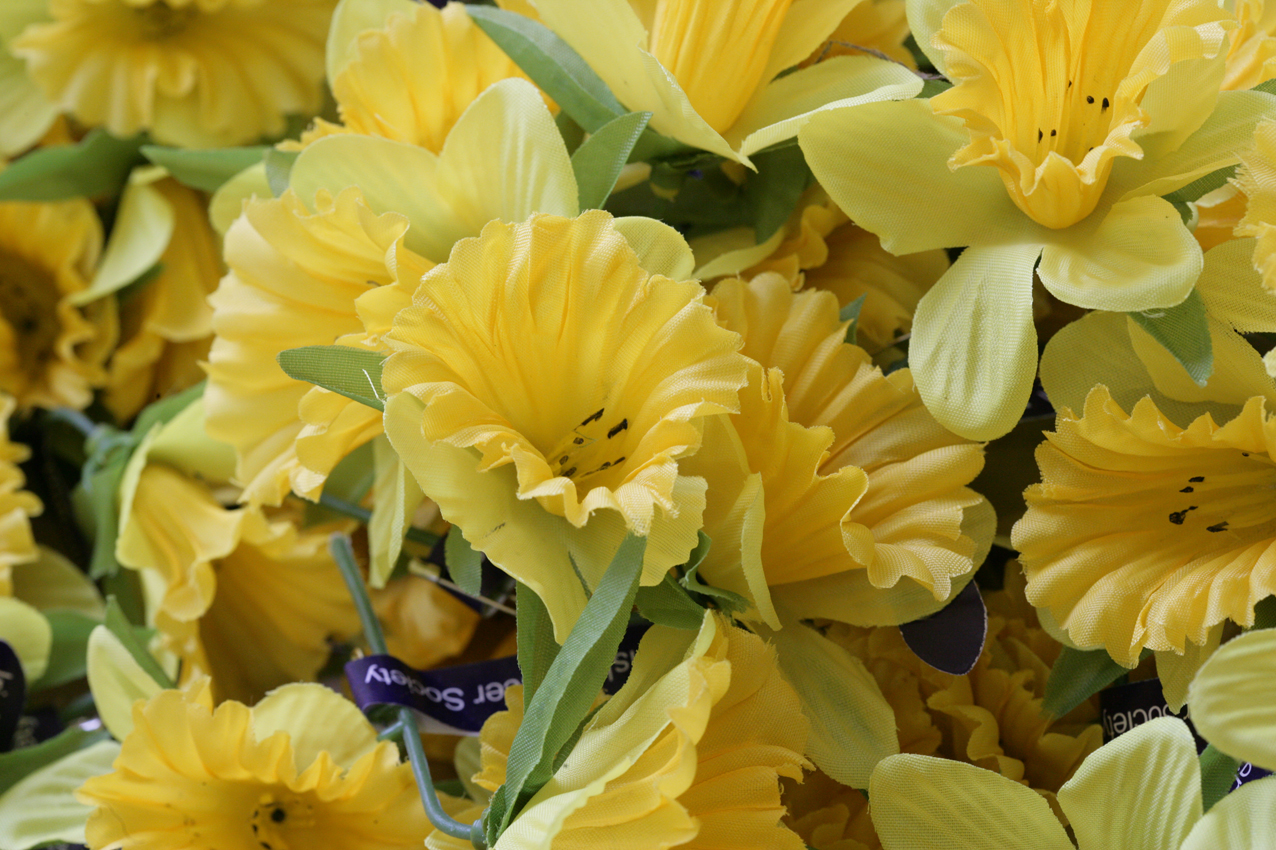 2023 Daffodil Day 2023 St James's Hospital
